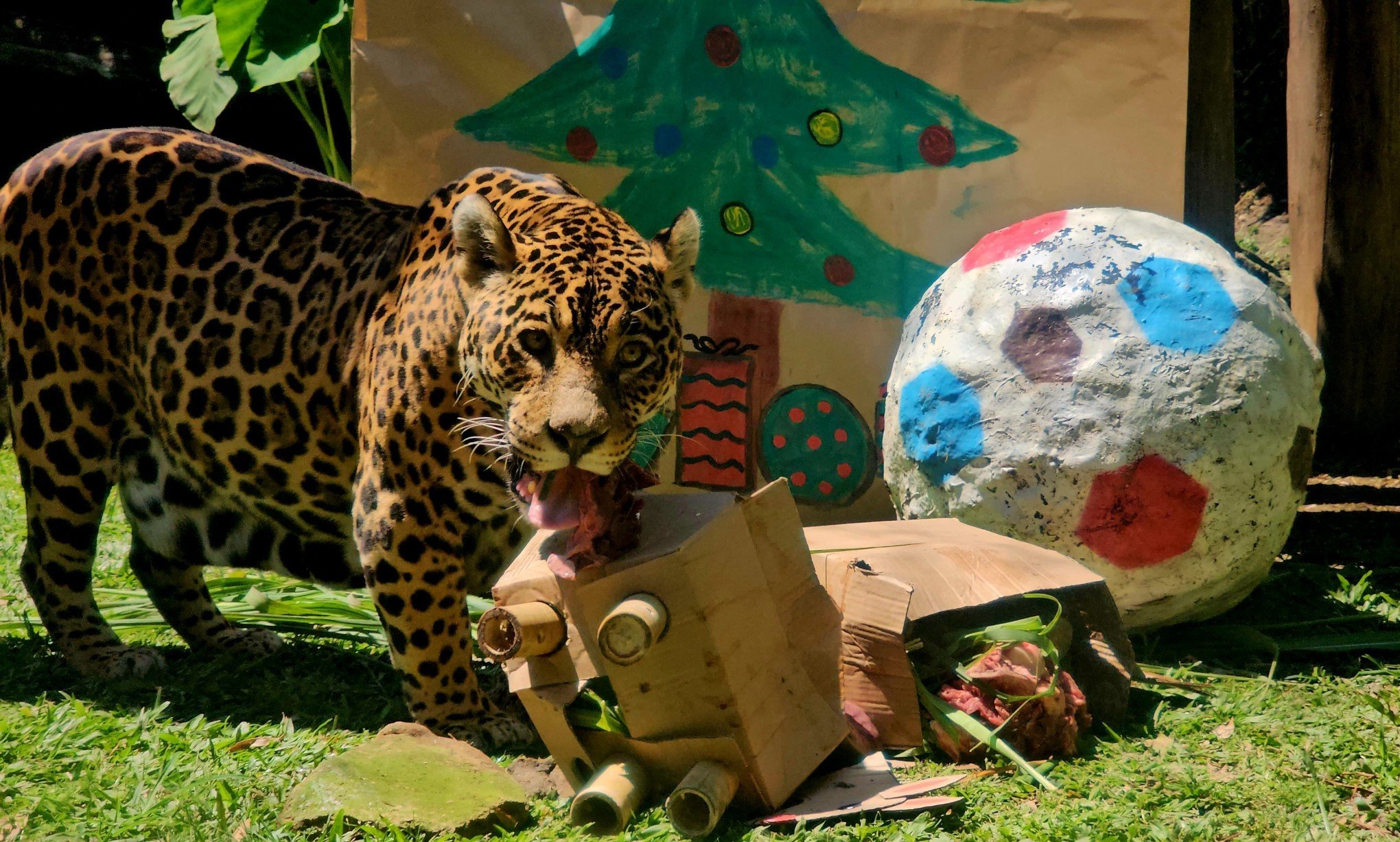 Pinhas recheadas e árvores de frutas: animais do Gramadozoo recebem presentes de Natal