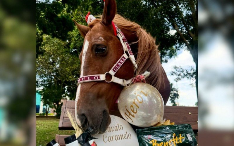 Cavalo Caramelo ganhou cesta com produtos veterinários no Amigo Secreto do Fantástico | abc+