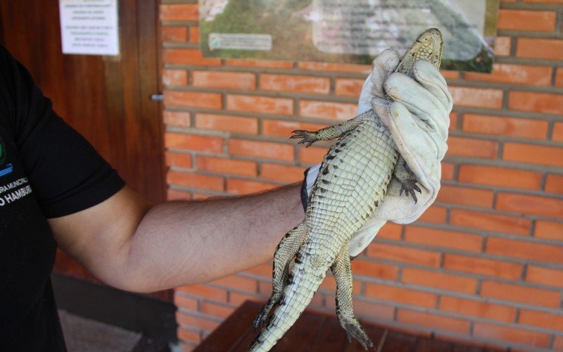 Jacaré mede cerca de 40 centímetros