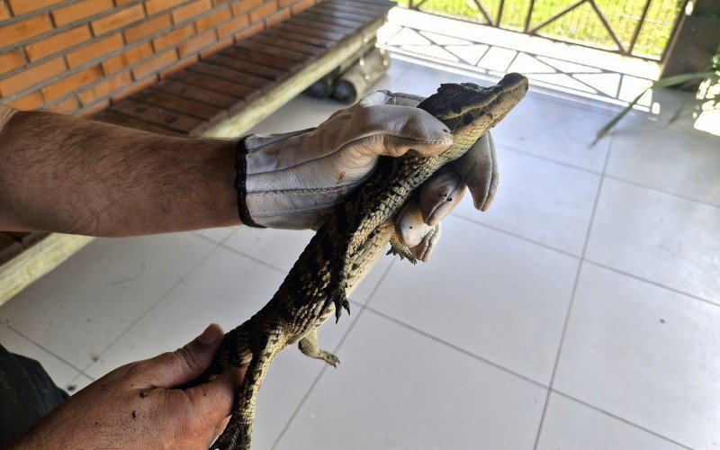 Jacaré mede cerca de 40 centímetros