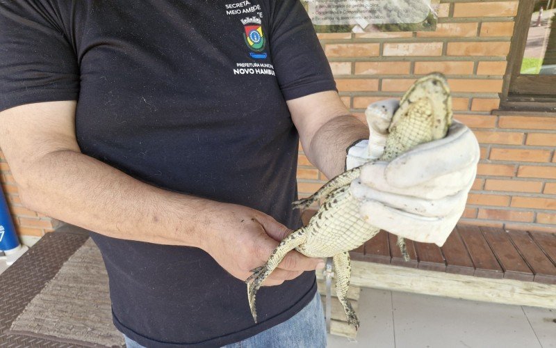 Jacaré mede cerca de 40 centímetros