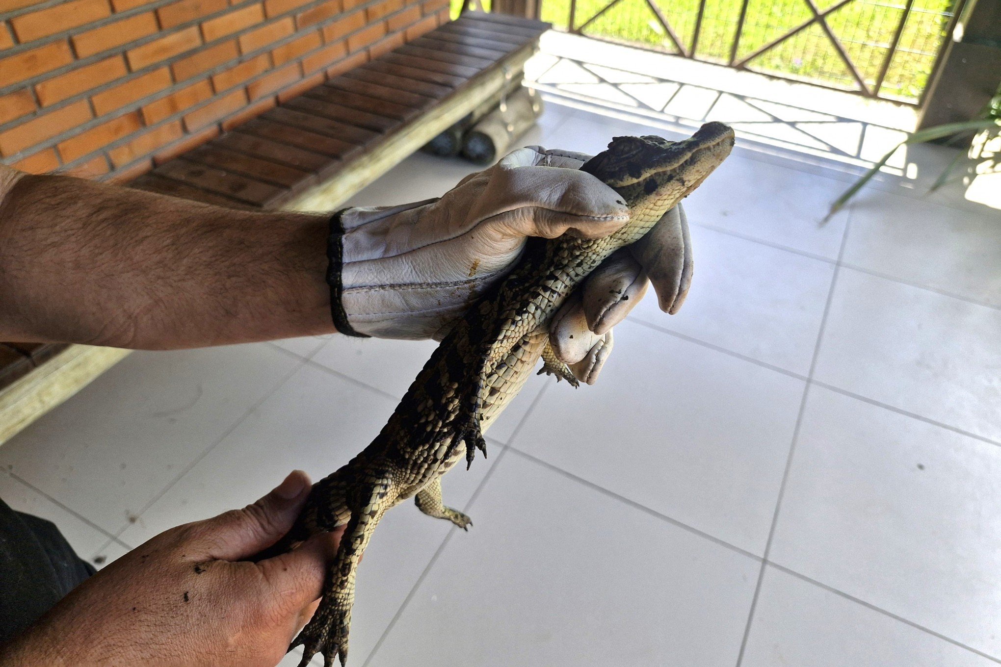 VÍDEO: Jacaré-do-papo-amarelo é solto na natureza; saiba onde