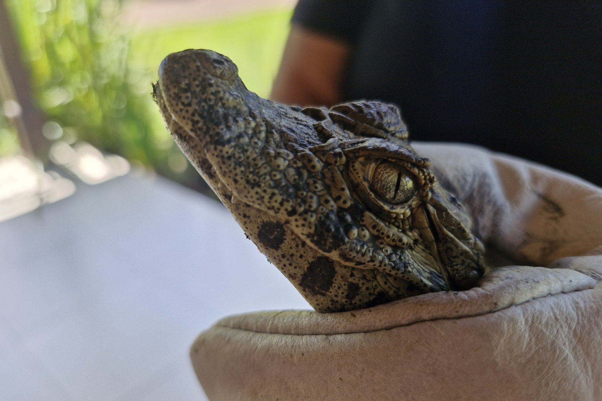 Jacaré-do-papo-amarelo é encontrado em lago de residência em Novo Hamburgo