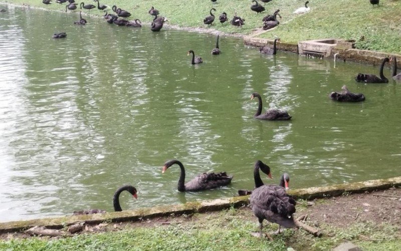 Cisne-negro no zoológico de Sapucaia do Sul