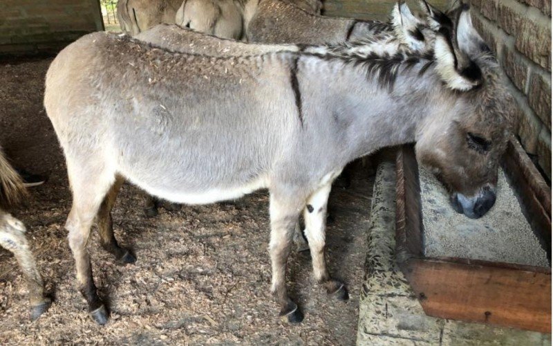 Jegue no zoológico de Sapucaia do Sul