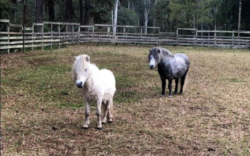 Pônei no zoológico de Sapucaia do Sul