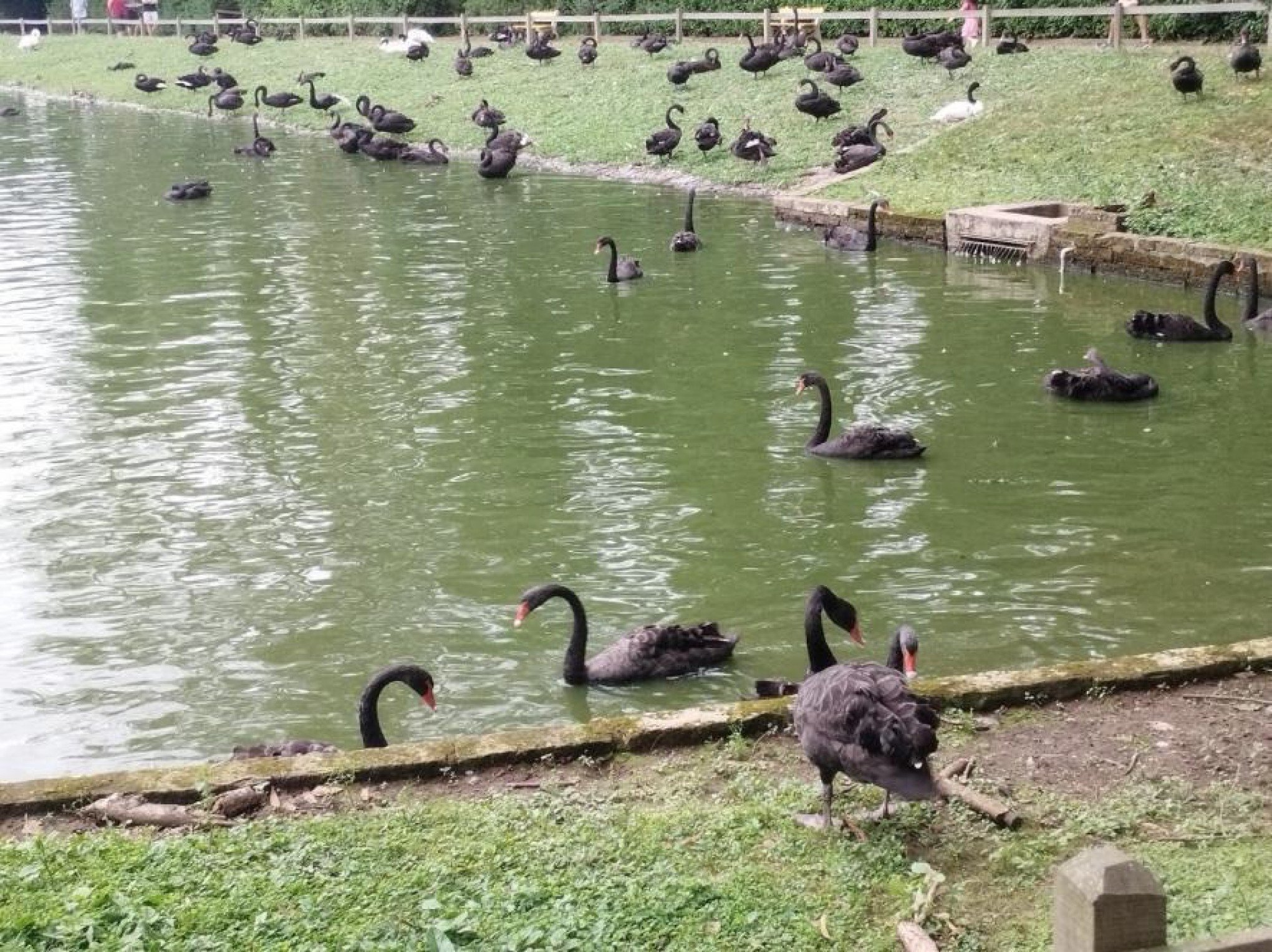 Quase 180 animais do Zoológico de Sapucaia do Sul serão leiloados