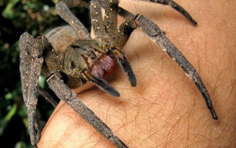 Aranha-armadeira Phoneutria 