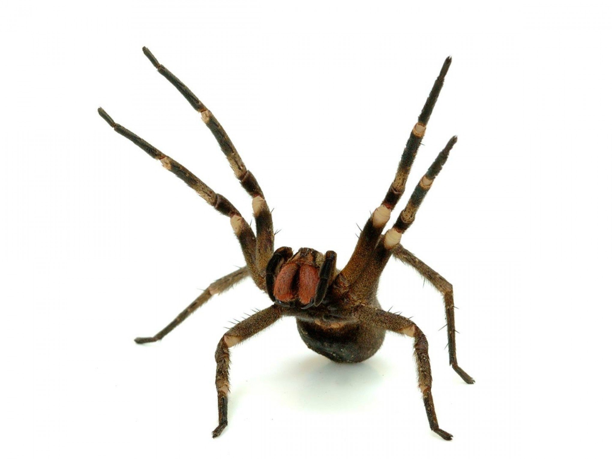 Aranha encontrada no Brasil é uma das mais venenosas do mundo; conheça as mais perigosas e saiba de onde são