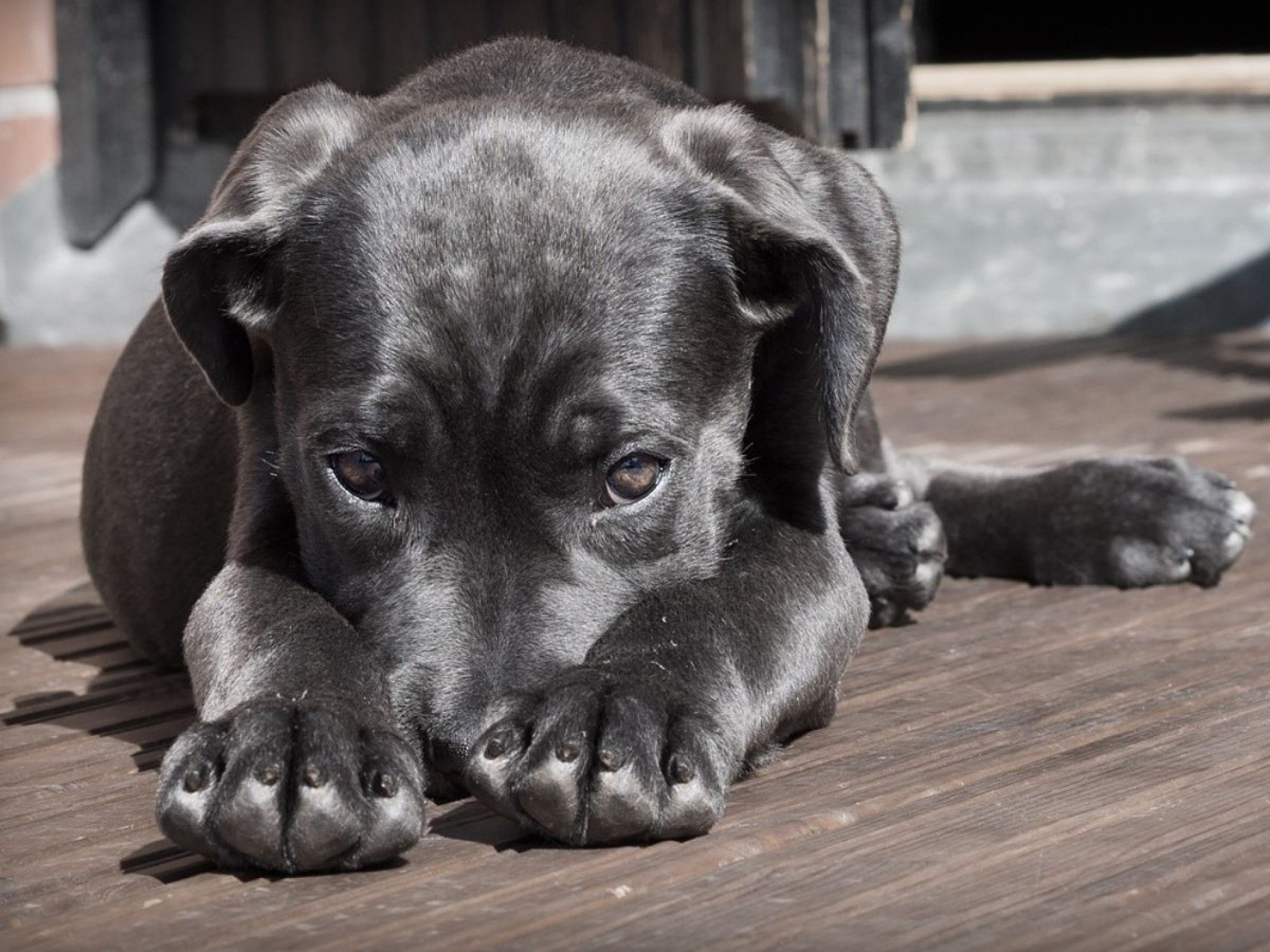 Alguns pets podem ficar muito estressados no período de fim de ano por conta das celebrações barulhentas e agitadas | abc+