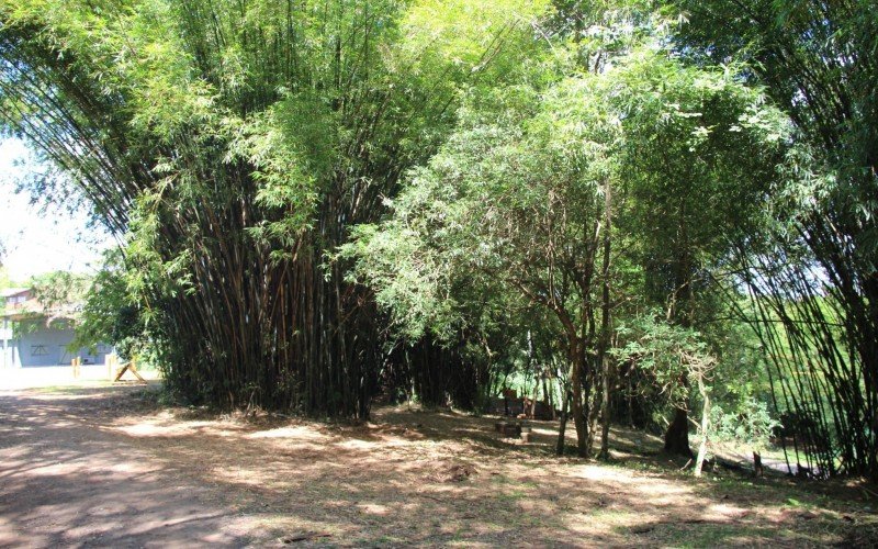 Parque Naturalizado é nova opção de contato com a natureza em Estância Velha 