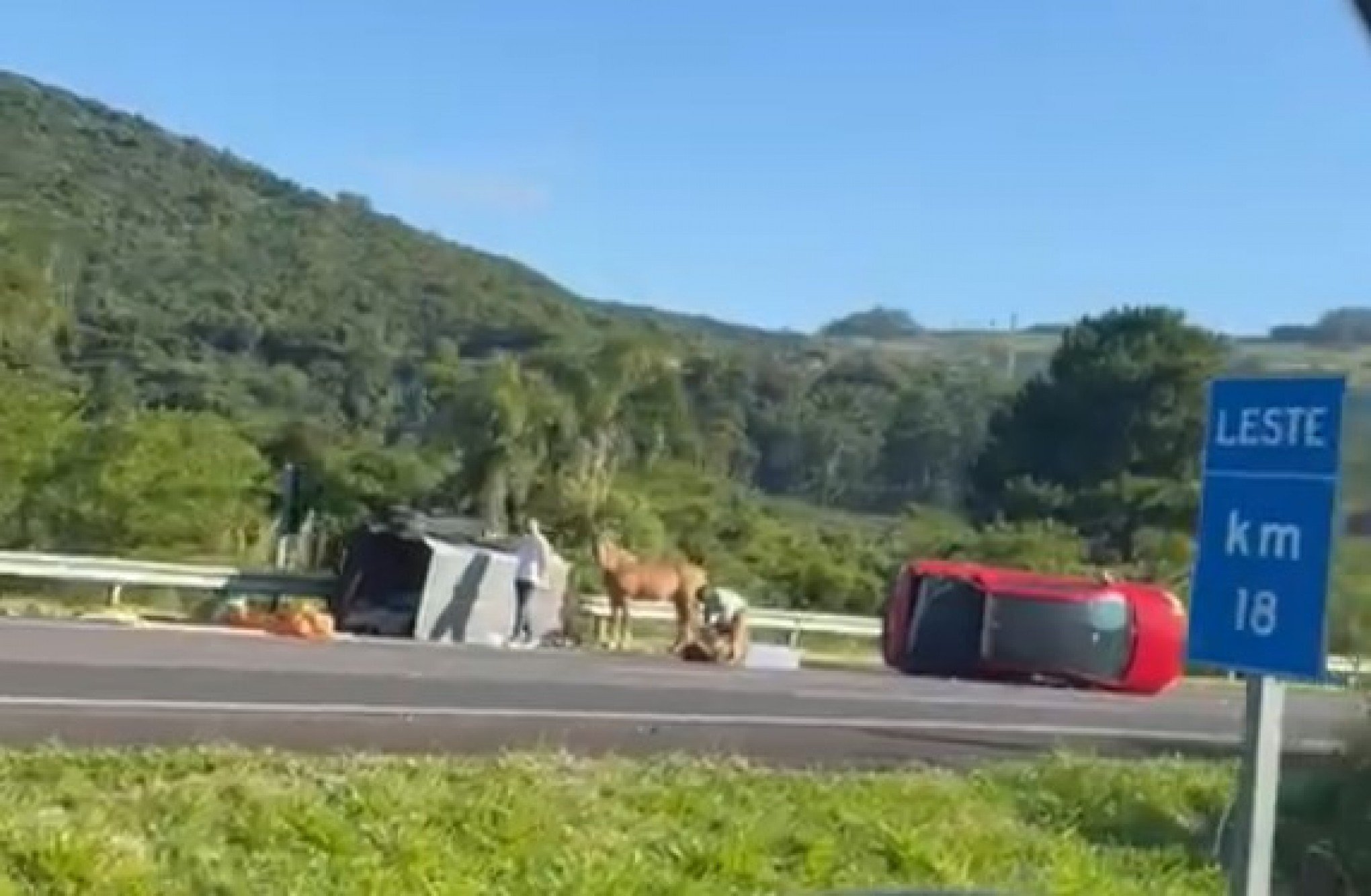 BR-290: Carro com cavalo no reboque tomba na free way; veja como está o fluxo de veículos