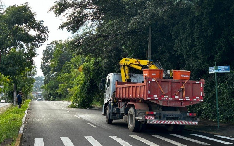 Árvore de grande porte ainda representa risco para quem circula por importante avenida de Novo Hamburgo | abc+