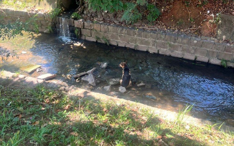 Cão encontrado dentro de arroio é resgatado em Novo Hamburgo; tutor é procurado | abc+