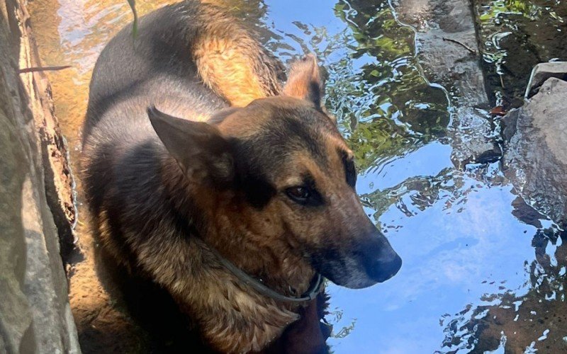 Cão encontrado dentro de arroio é resgatado em Novo Hamburgo; tutor é procurado | abc+