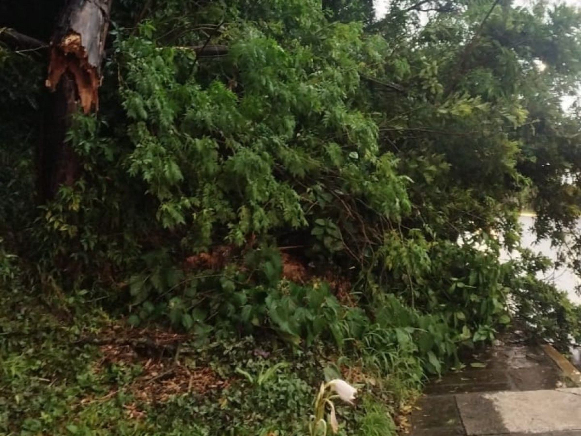 Trecho de avenida de Novo Hamburgo é bloqueado por árvore que caiu durante temporal