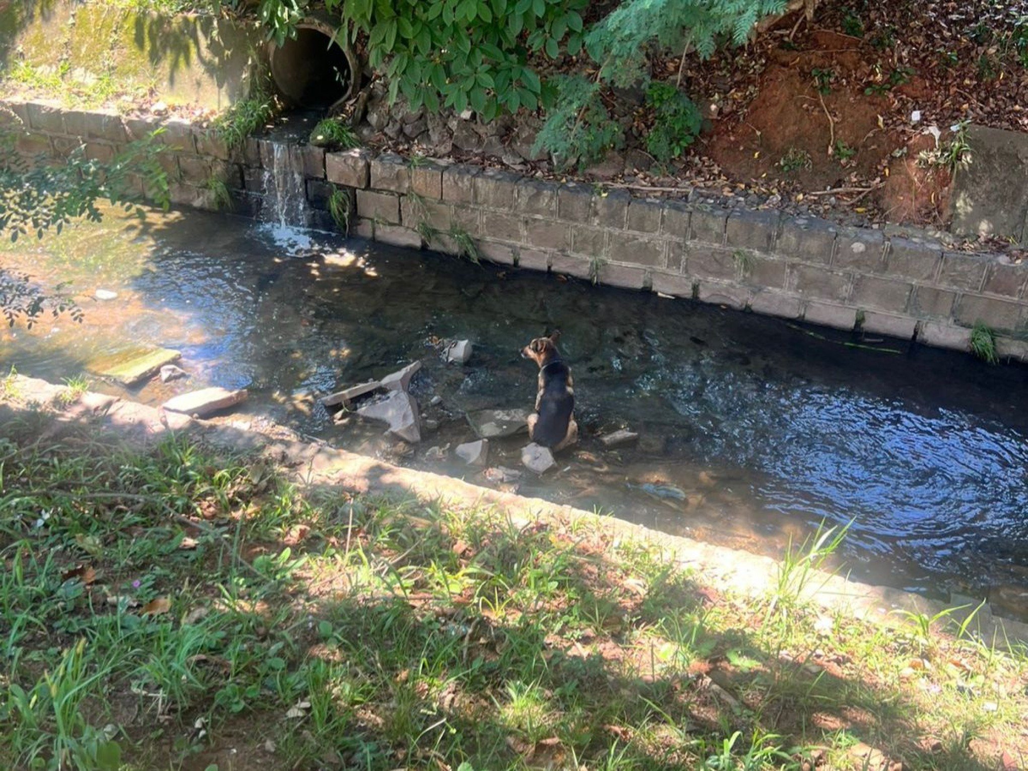 Cão encontrado dentro de arroio é resgatado em Novo Hamburgo; tutor é procurado