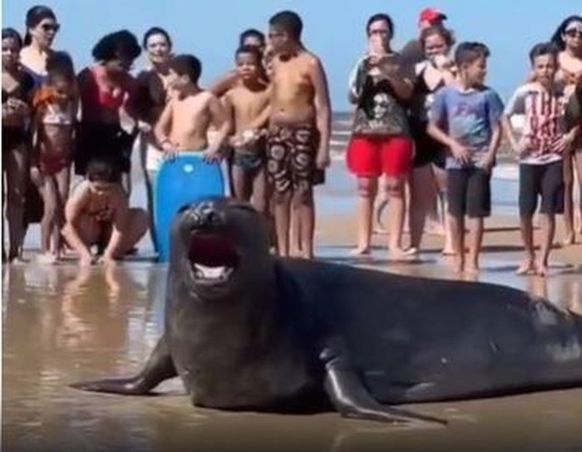 VÍDEO: Elefante-marinho adulto chama a atenção de veranistas no litoral norte