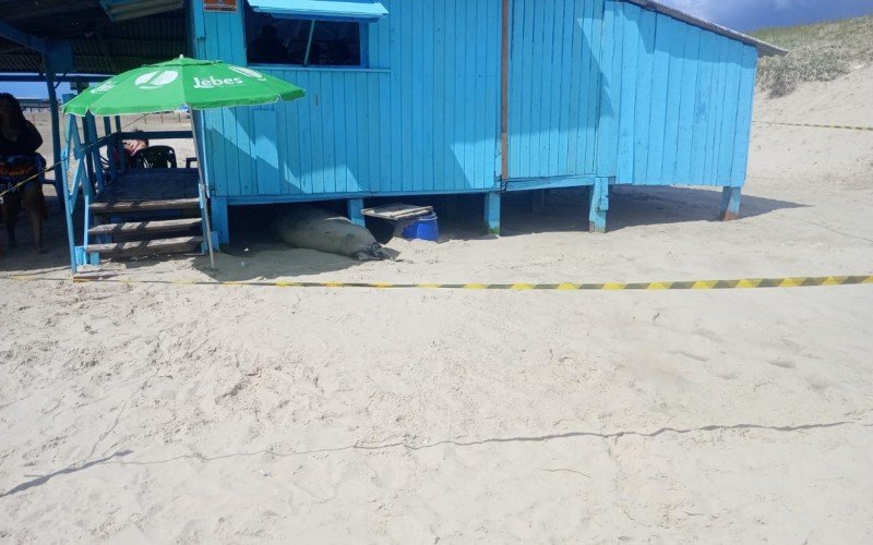 Elefante-Marinho no Balneário Salinas, em Cidreira | abc+