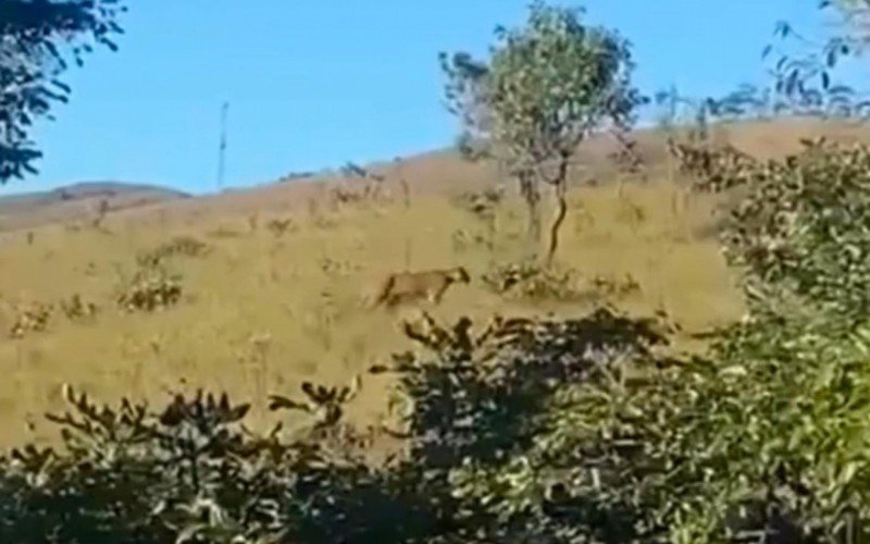 Onça-parda caminhando por área de campo aberto  | abc+