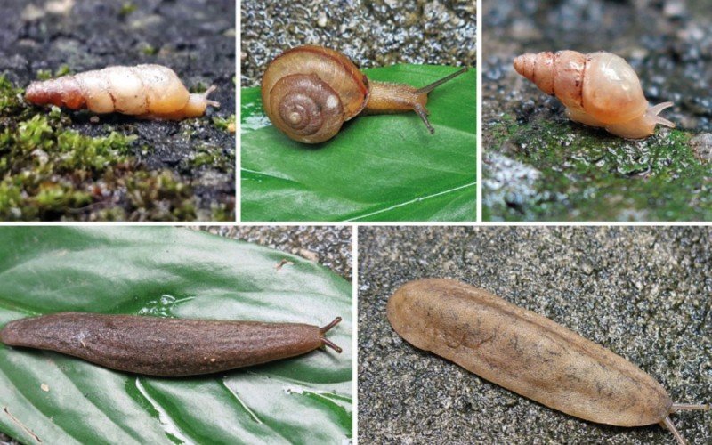 Verme que causa meningite é encontrado em moluscos terrestres, incluindo caramujo gigante africano, caracóis e lesmas | abc+