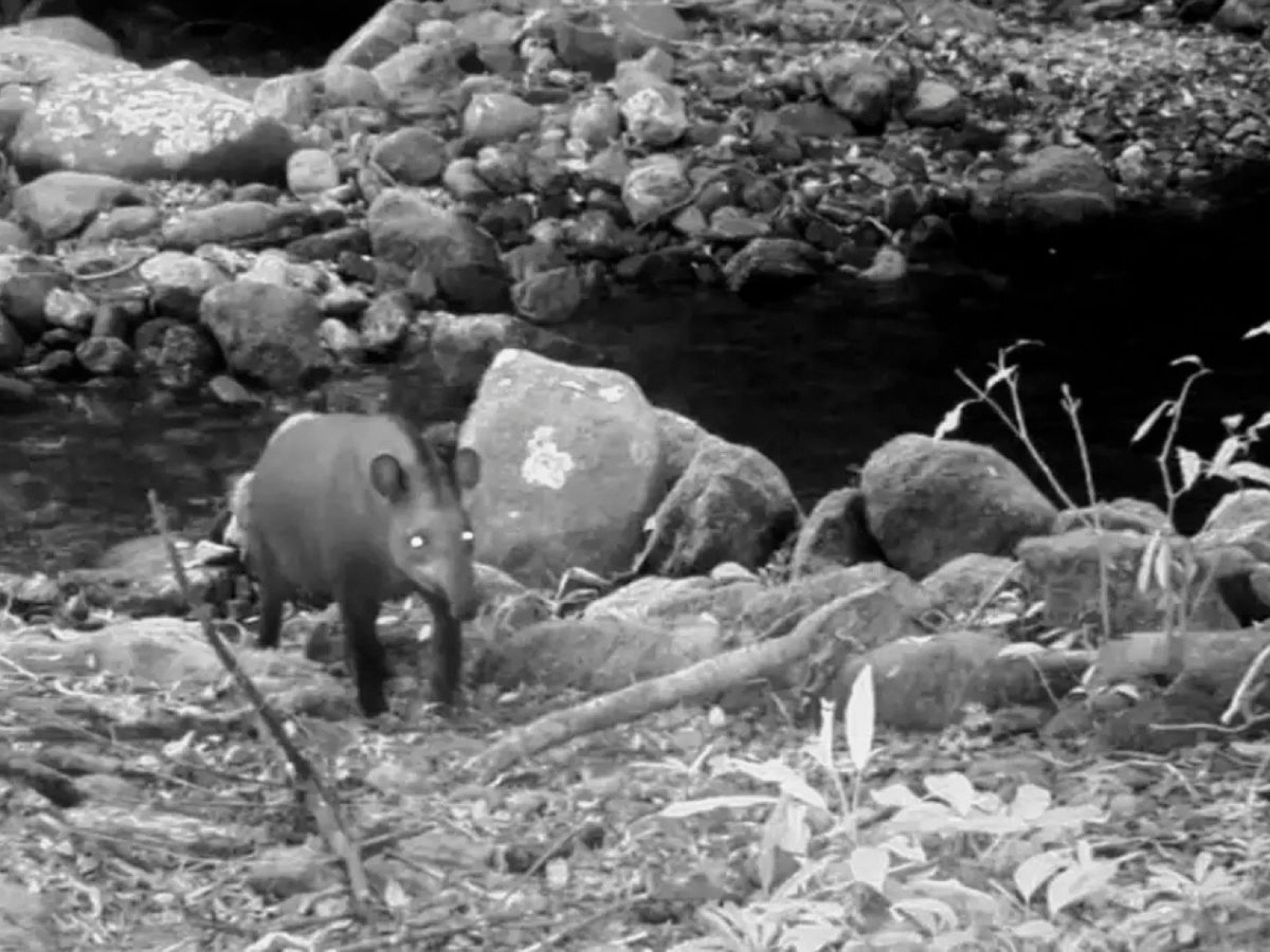 Consideradas extintas, antas são vistas no Rio após 100 anos