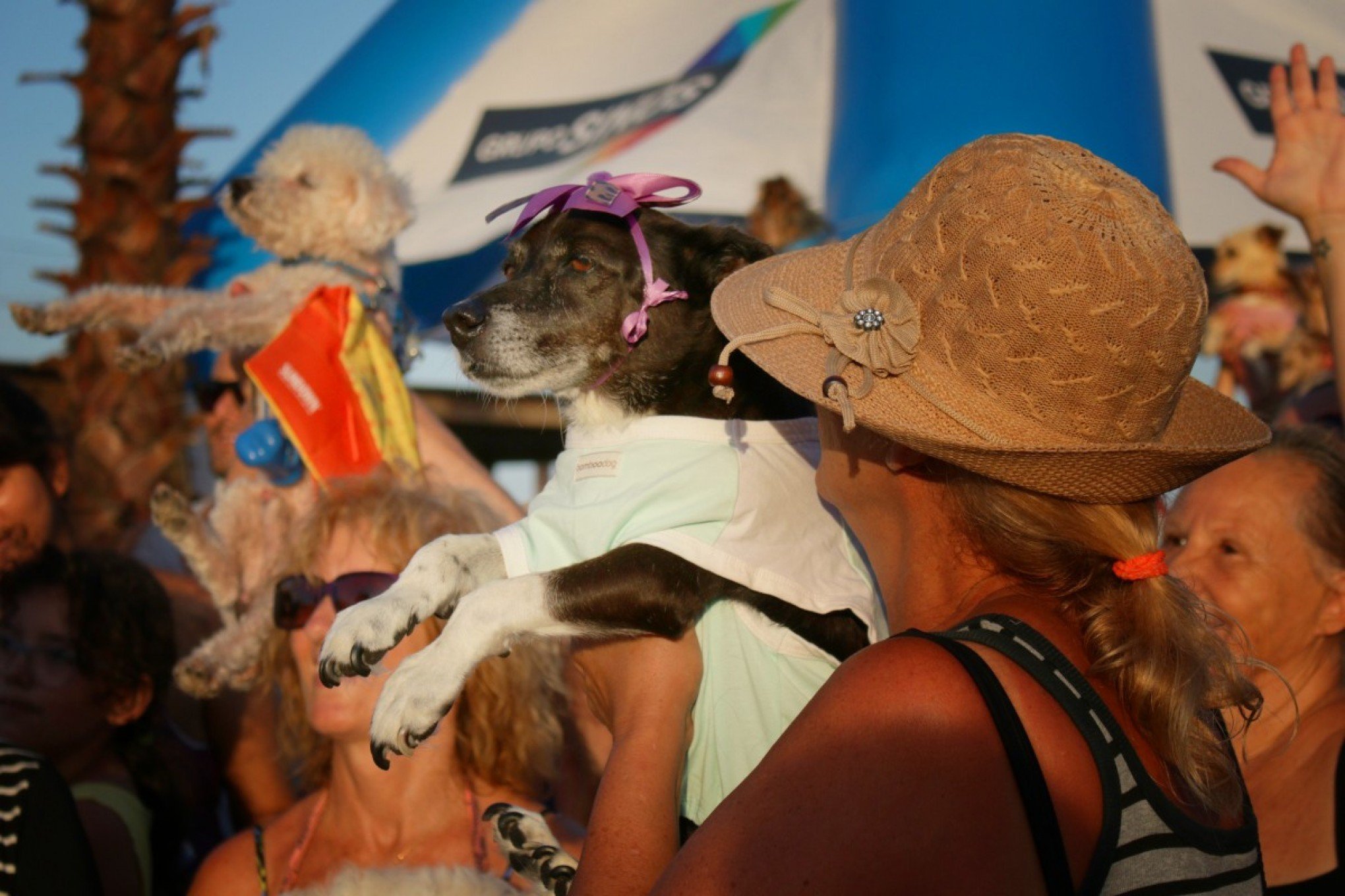 Cãominhada Tramandaí abre a programação de verão do Grupo Sinos