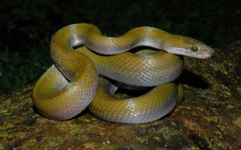 Cobra da espécie Boaedon broadleyi | abc+