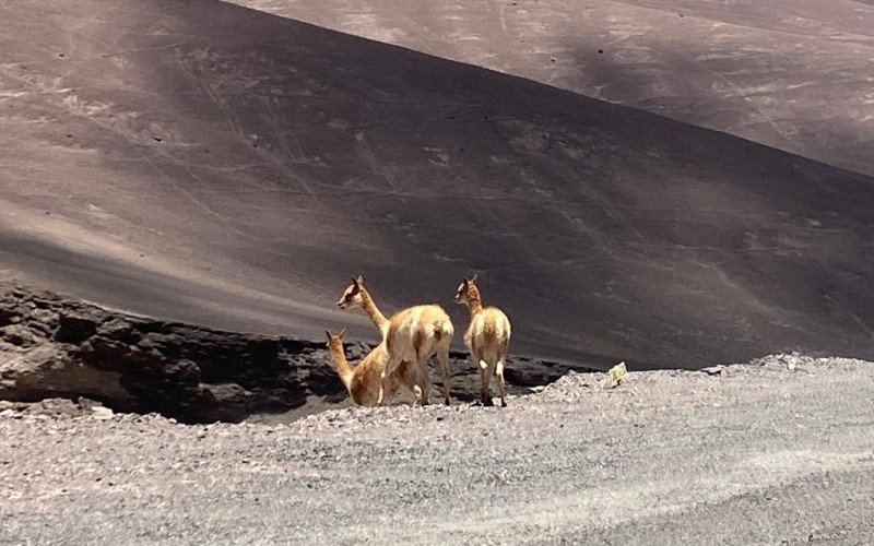 Alpacas pelo caminho