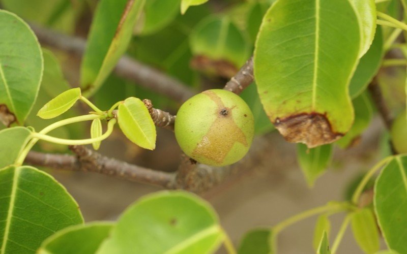 Fruto da mancenilheira é parecido com uma maçã e descrito como doce, mas é tão perigoso quanto ela | abc+