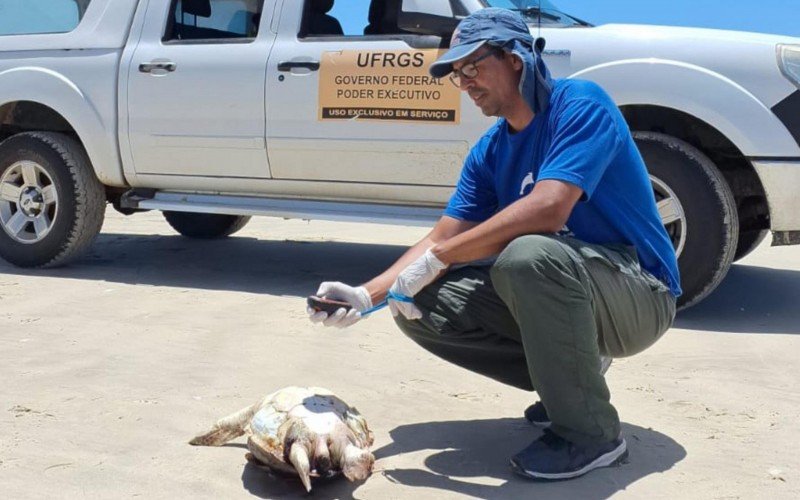 Tartaruga morta no litoral norte  | abc+