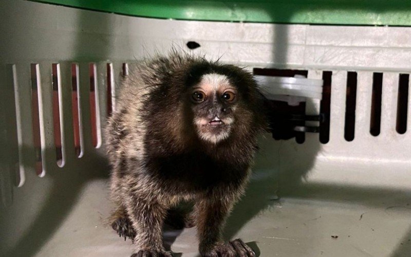 Sagui resgatado em Novo Hamburgo  | abc+