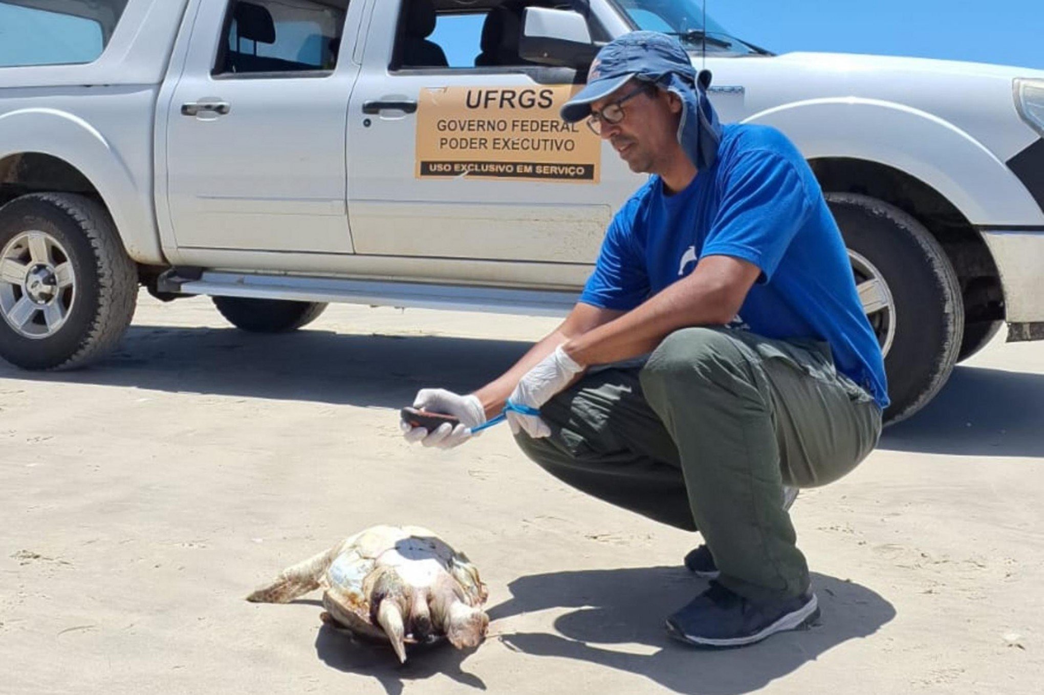 O que pode ter motivado a localização de 55 animais mortos na beira-mar em um único dia