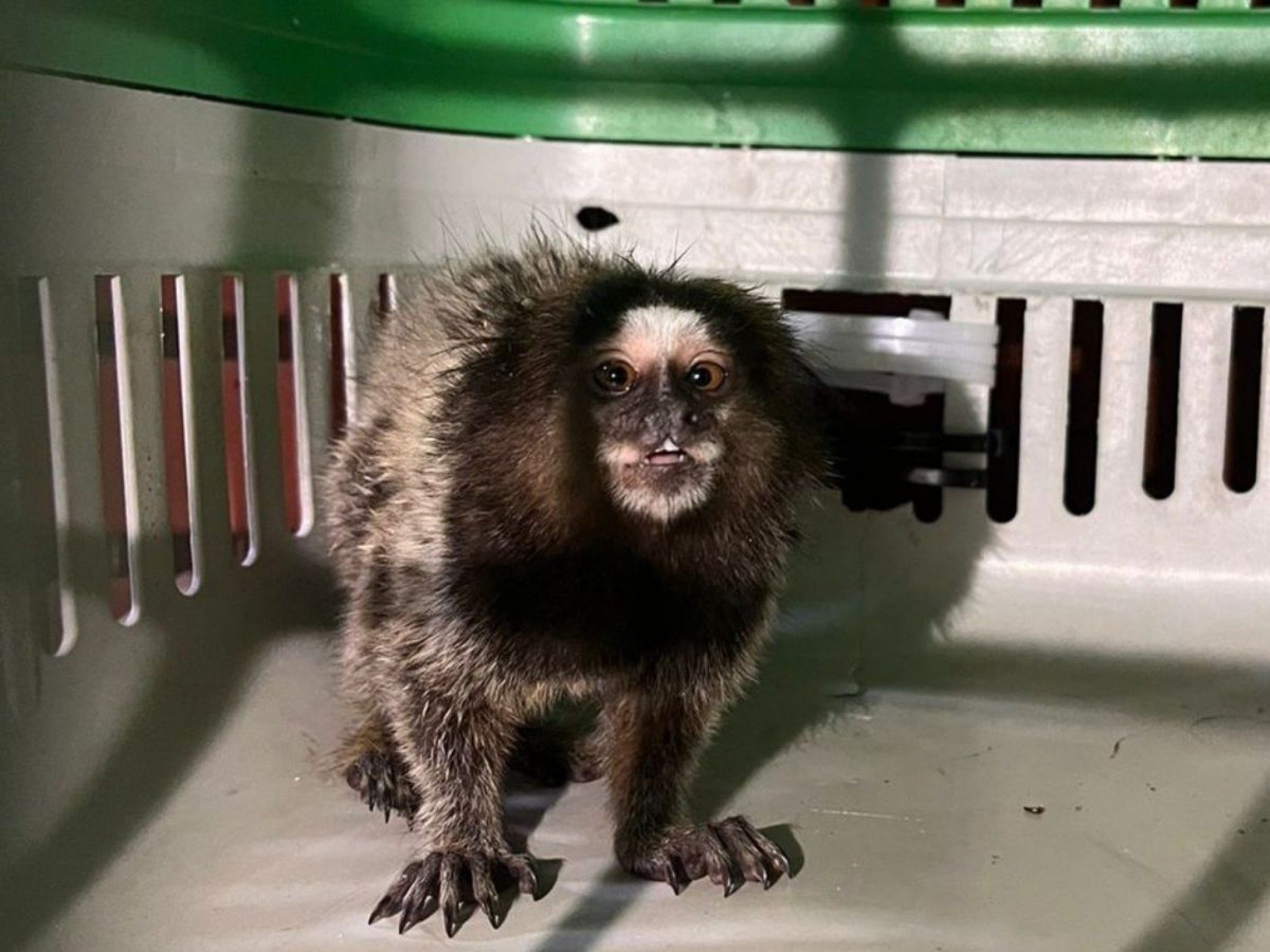 VÍDEO: Filhote de macaco é resgatado em área urbana de Novo Hamburgo