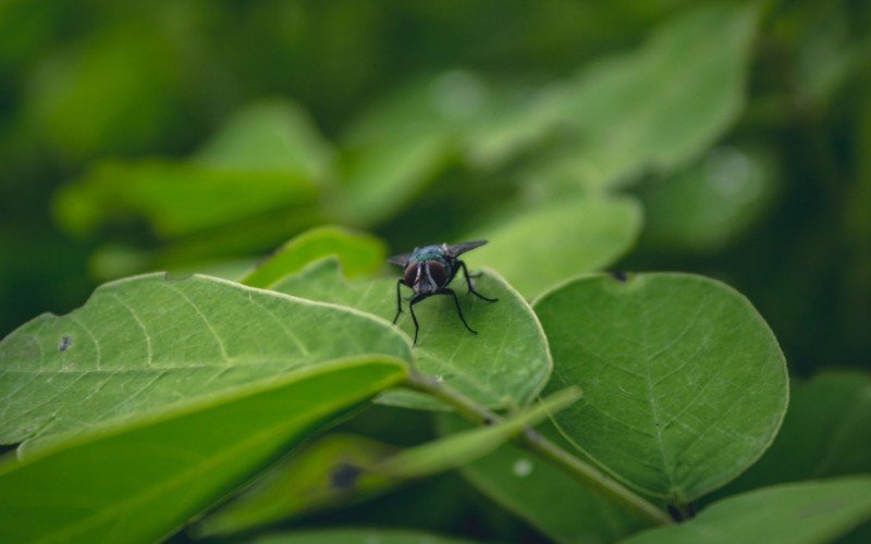 Mosca | abc+