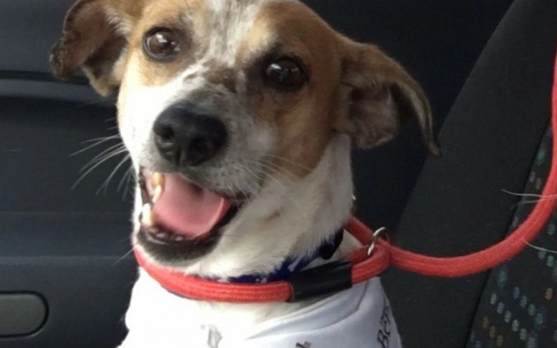 Primeira edição do Carnapet terá ação de adoção de animais neste domingo; veja como adotar