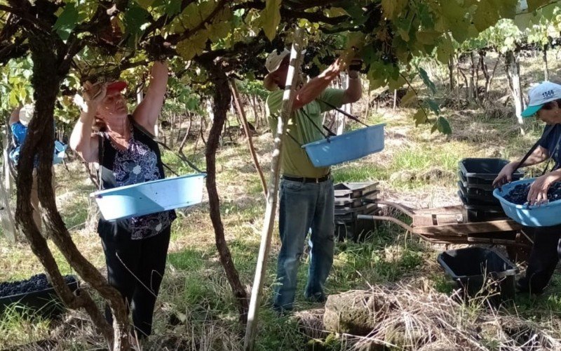 Na propriedade em Riozinho, a colheita de uvas se iniciou na primeira quinzena de janeiro | abc+