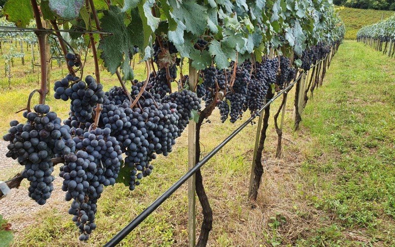 Colheita de uvas foi aberta oficialmente em 16 de janeiro, na Serra Gaúcha | abc+