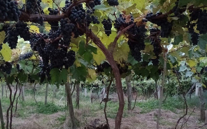 Uvas cultivadas na propriedade da família Priolla, em Riozinho, vão para a indústria e também para a venda direta ao consumidor | abc+