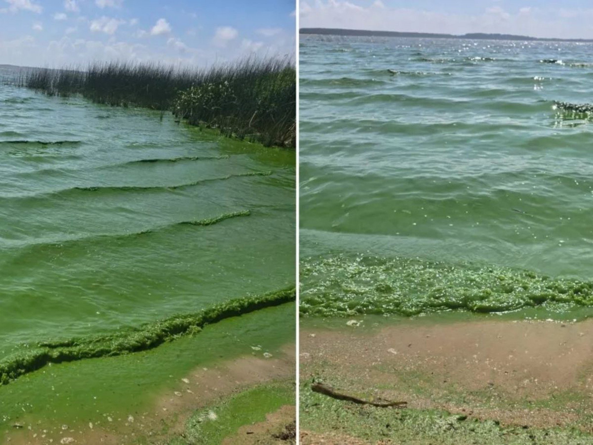 O que explica a cor esverdeada da água na Lagoa dos Patos