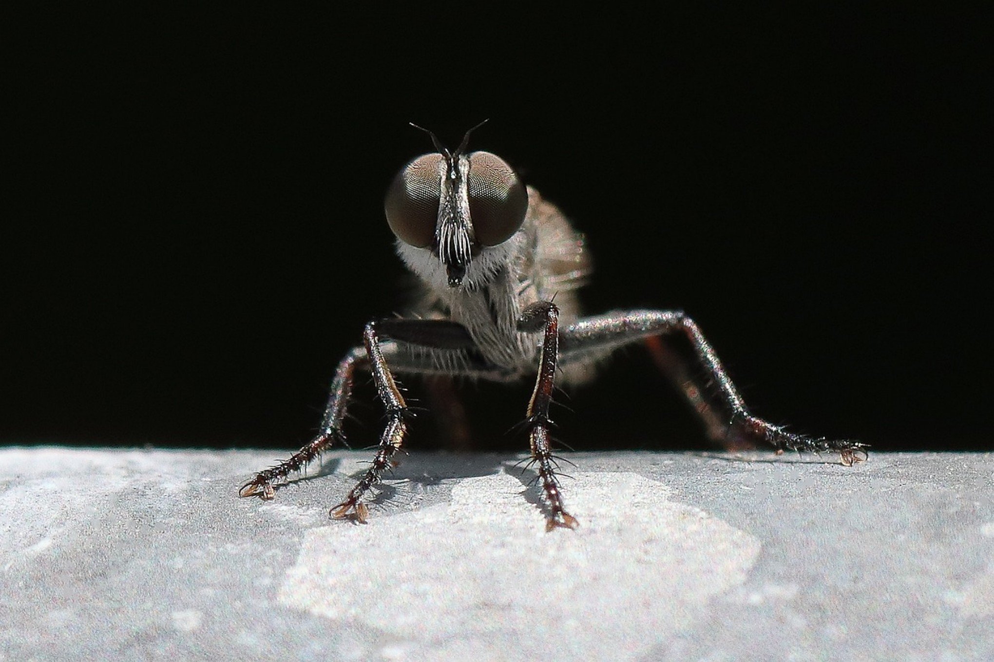 Xô, mosca! Saiba como acabar de vez com a presença da praga no banheiro