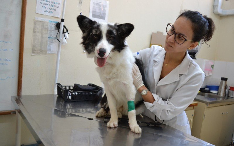 Especialista recomenda atenção aos pets neste verão