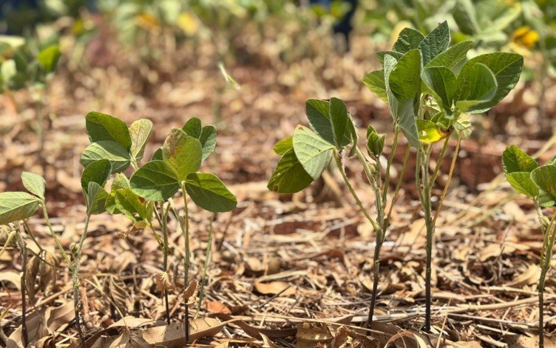 Planta de soja não se desenvolve devido aos efeitos da estiagem | abc+