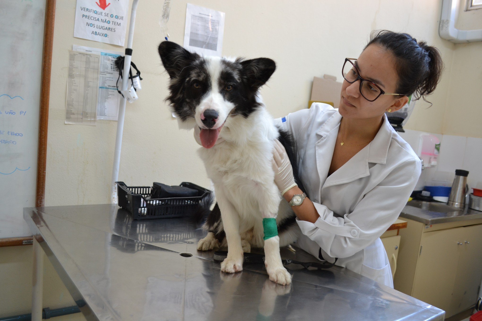 Calor impacta saúde de cães e gatos, alerta especialista