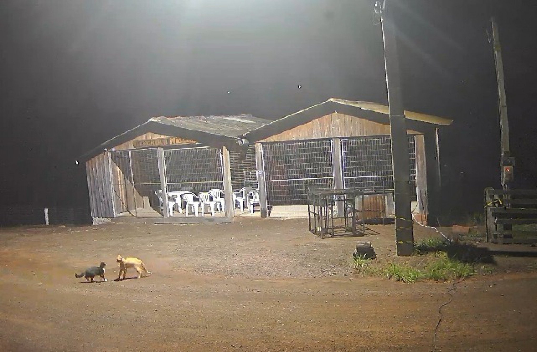 VÍDEO: Em encontro de felinos, gato-do-mato volta a ser avistado no Vale do Paranhana