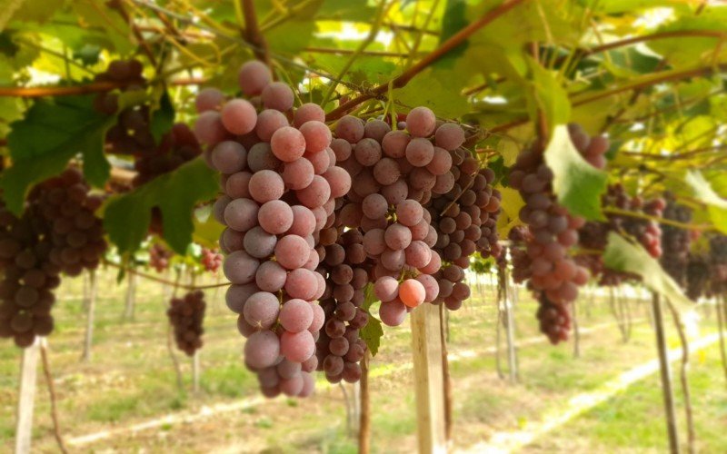 Safra de uva surpreende na Serra Gaúcha e fica acima da média histórica | abc+