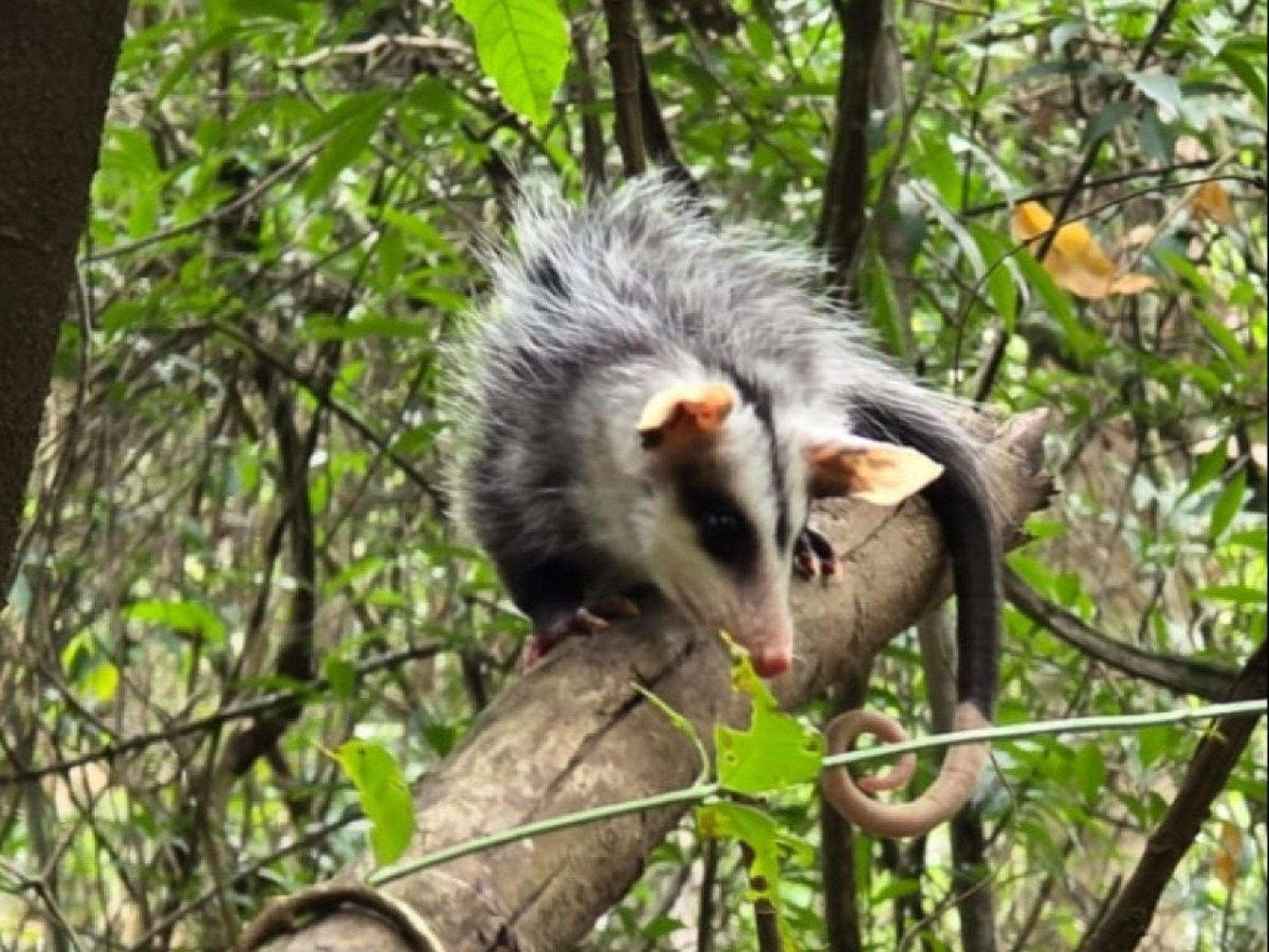 Animais soltos pela CSG são da espécie gambá-de-orelha-branca, resgatados após um atropelamento em novembro do ano passado | abc+