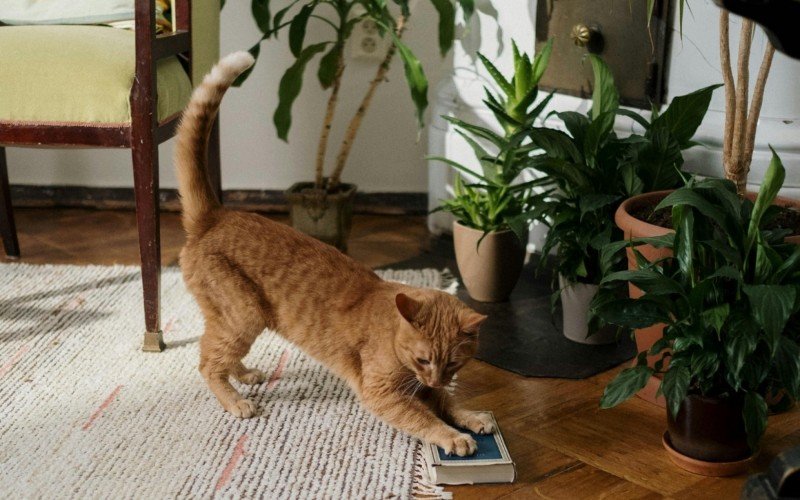 Contato com certas plantas tóxicas pode fazer gatos, cachorros e outros animais passarem mal  | abc+