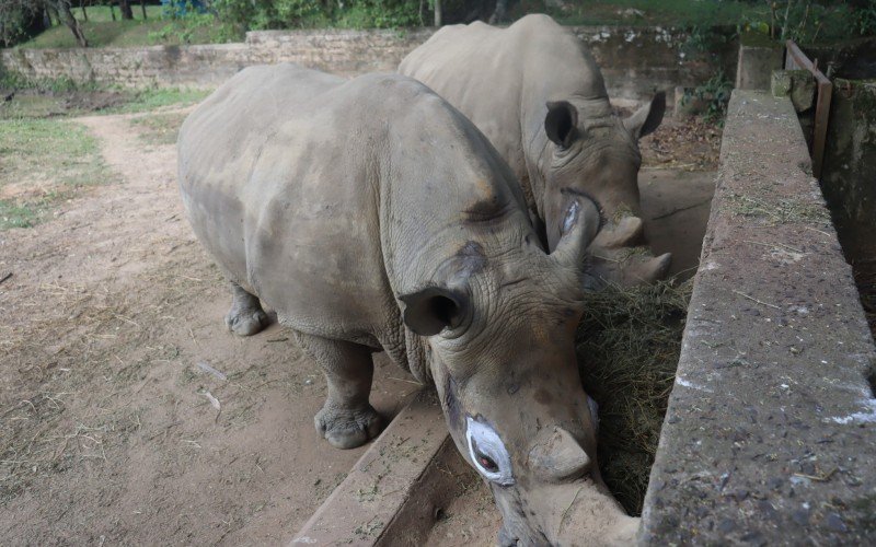 Atrações do Parque Zoológico de Sapucaia do Sul - rinocerontes