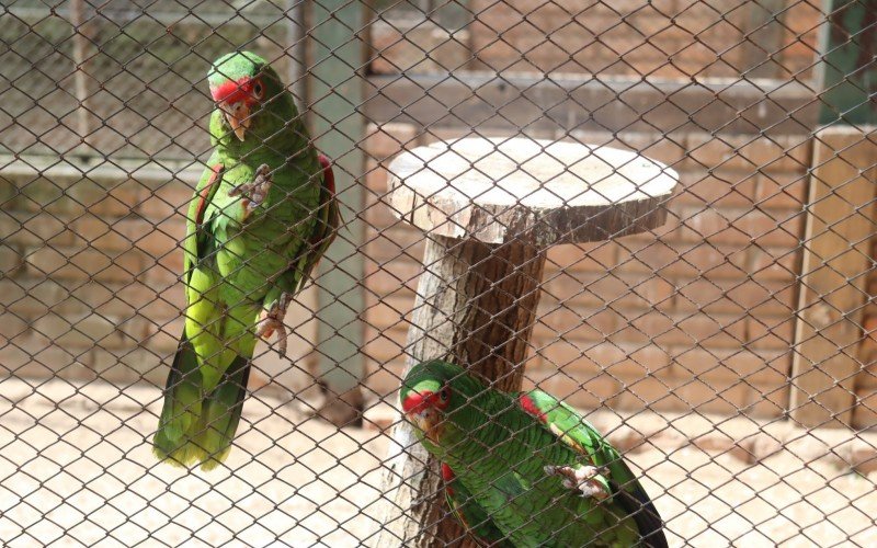 Atrações do Parque Zoológico de Sapucaia do Sul 